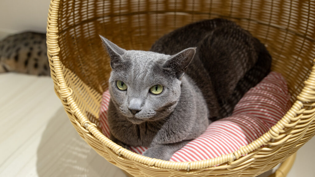 猫スタッフ ココア