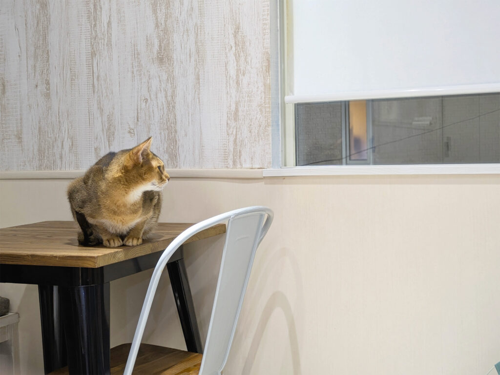 FV マロン窓際 20251107